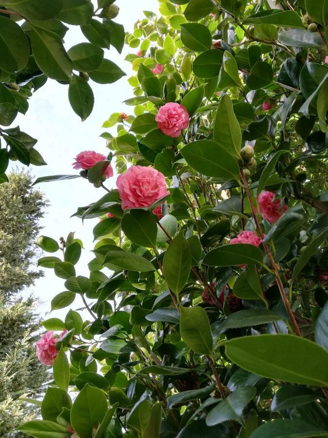 Camelias