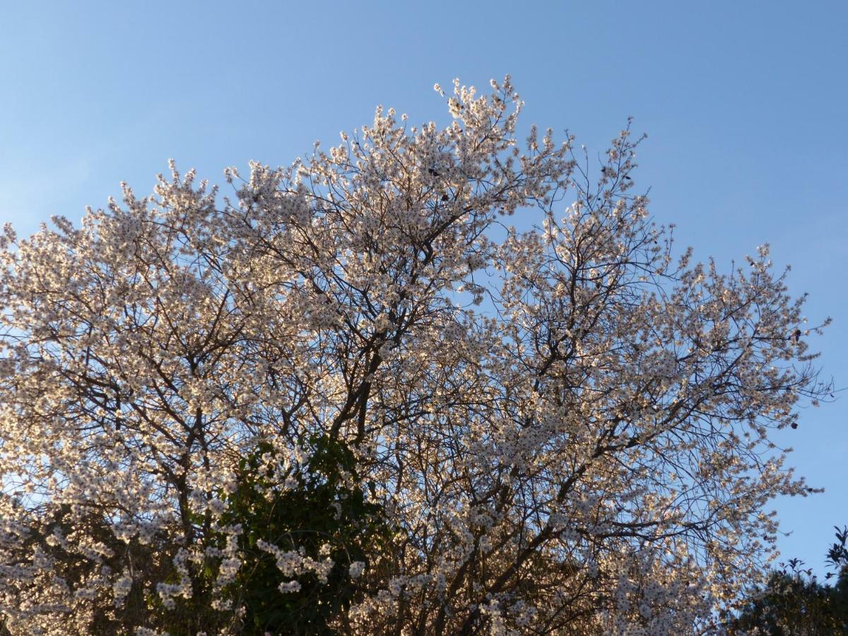 Olmedilla *