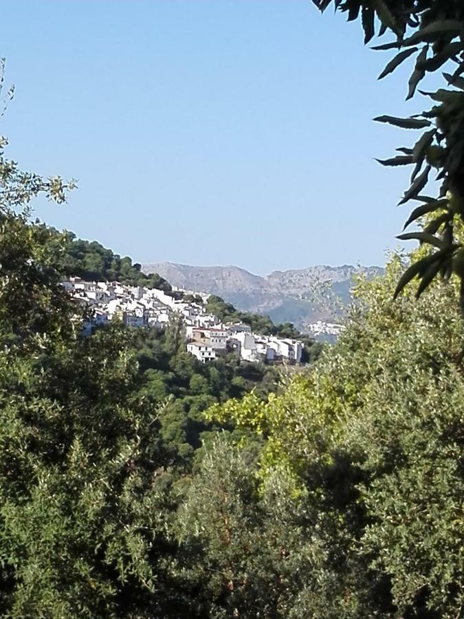 El Viejo Castano - Valle Del Genal Pujerra