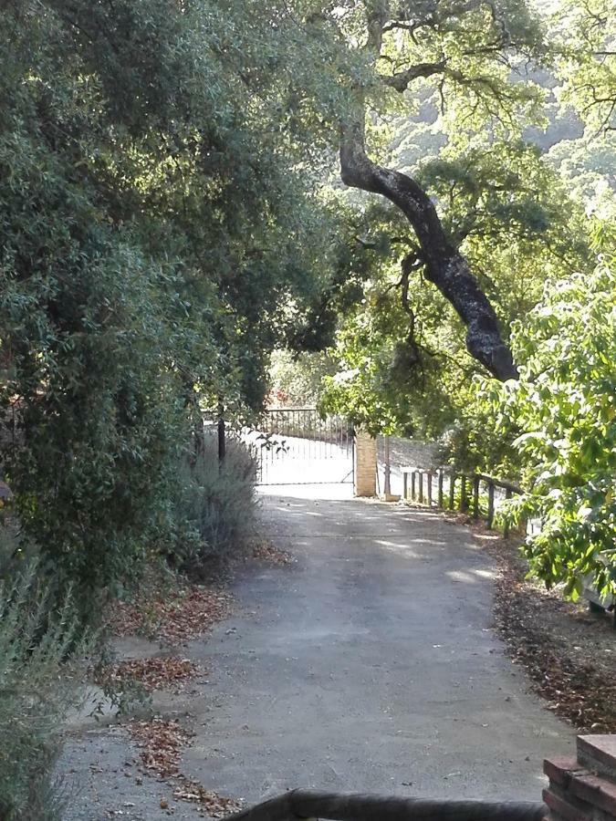 El Viejo Castano - Valle Del Genal