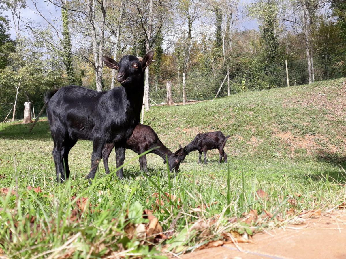 Rural La Soleia D'oix Country house *
