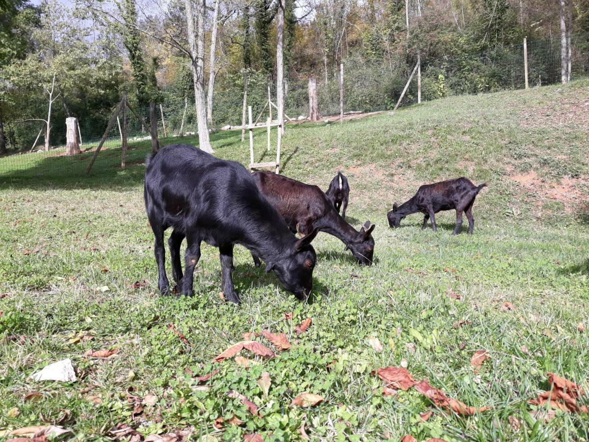 Rural La Soleia D'oix Country house *
