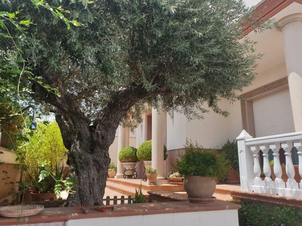 Homestay El Olivo *