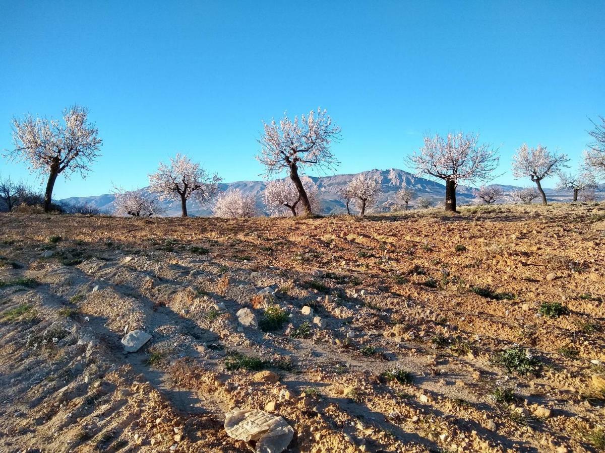 Cortijo La Estrella