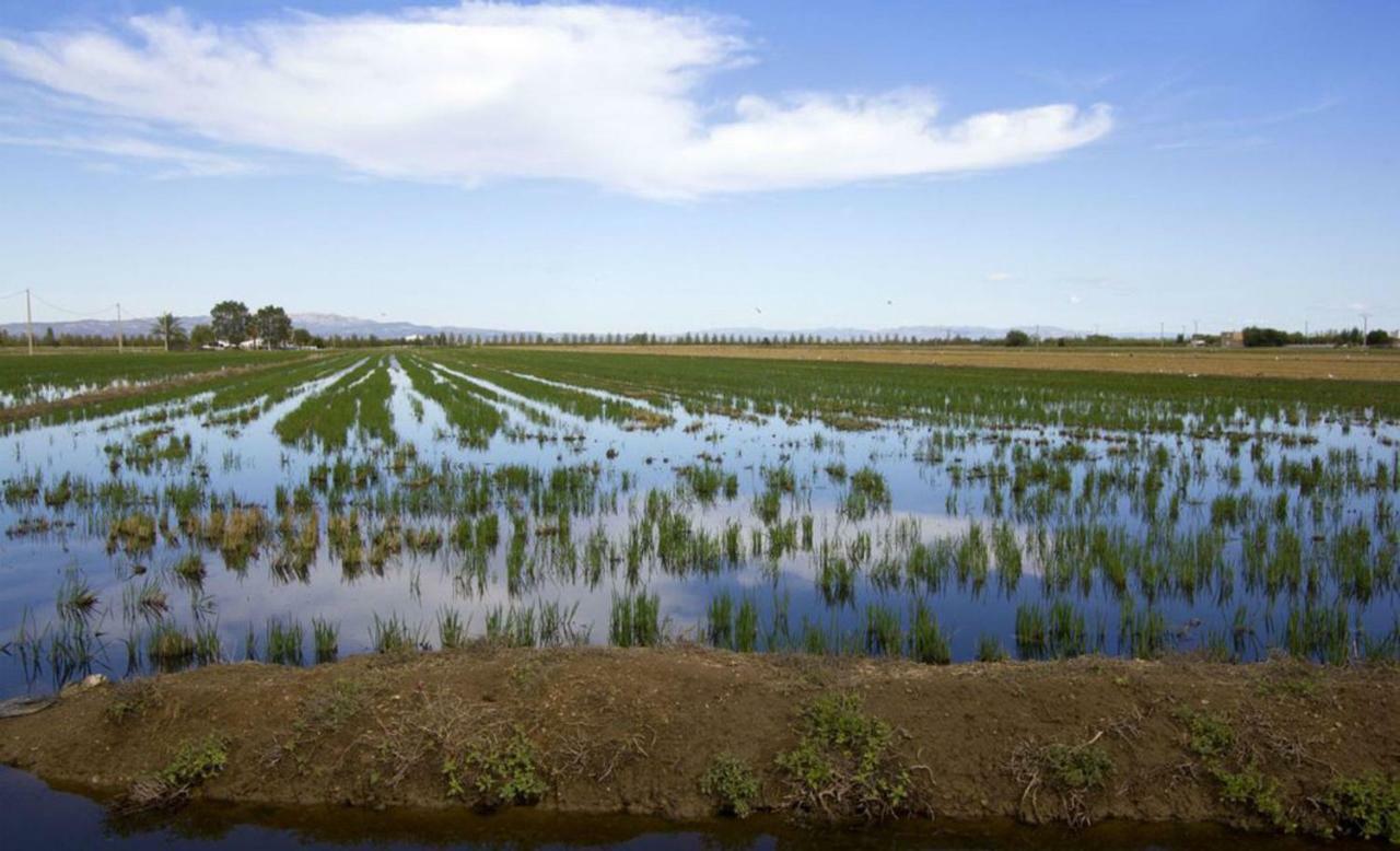 Mi En El Delta Del Ebro+