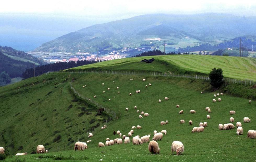 Orortegi Aia