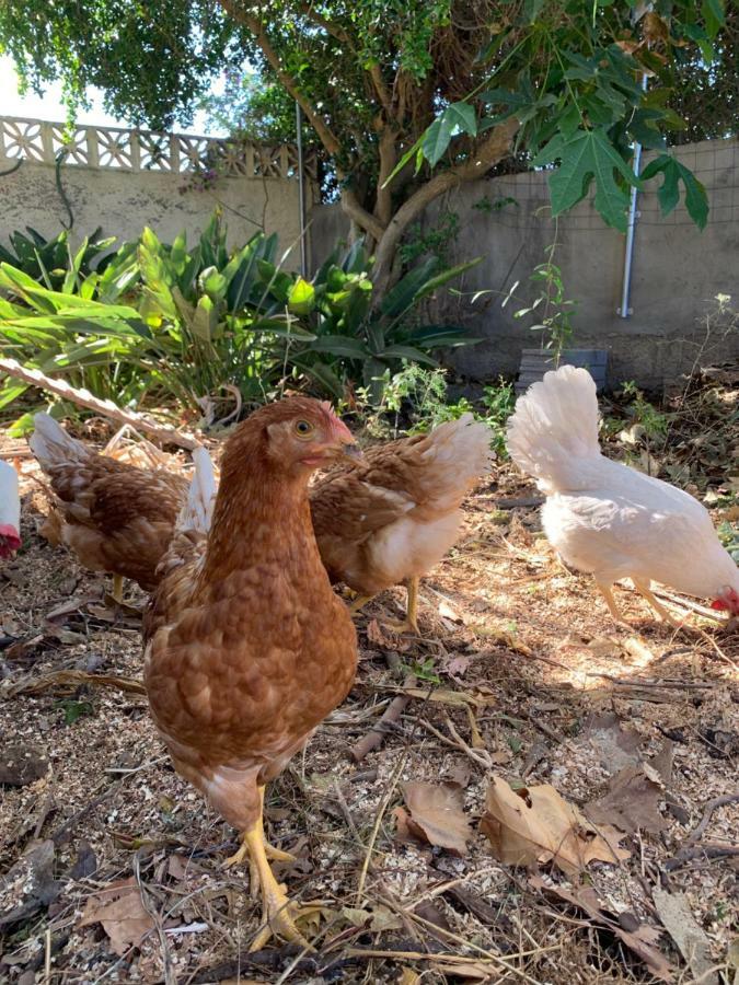 Ferienwohnung Finca Monica Apartamento La Matanza De Acentejo