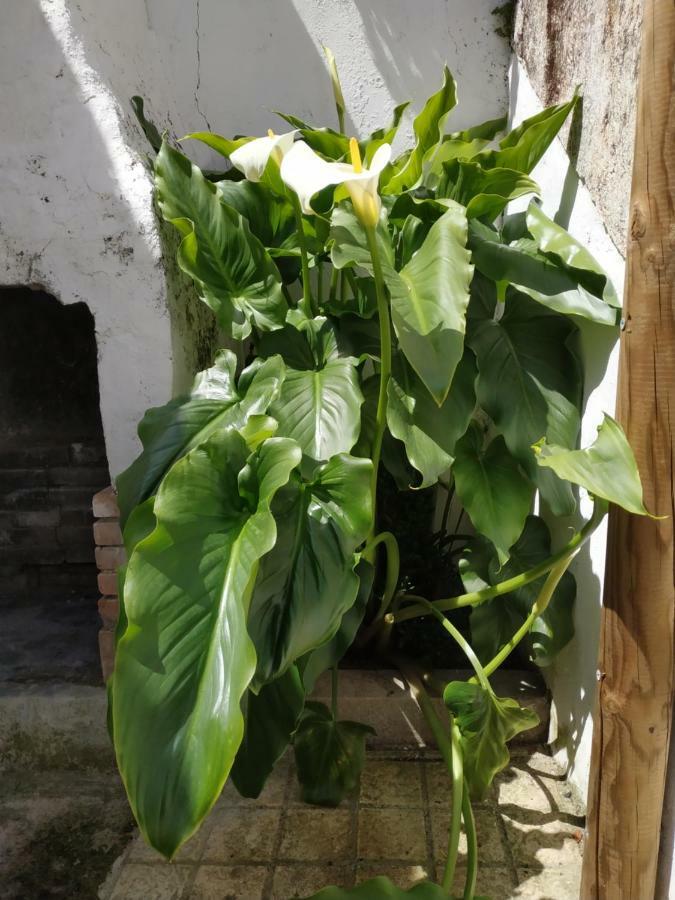 Apartamento El Olivar