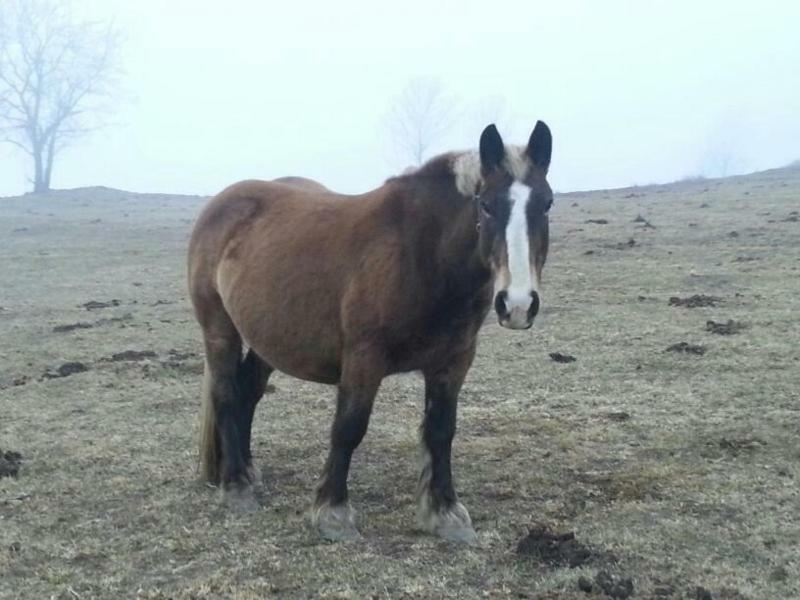 Mollo, Vall De Camprodon