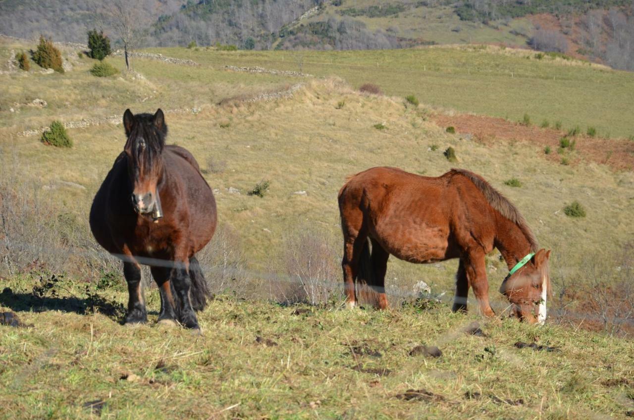 Holiday home Mollo, Vall De Camprodon Mollo