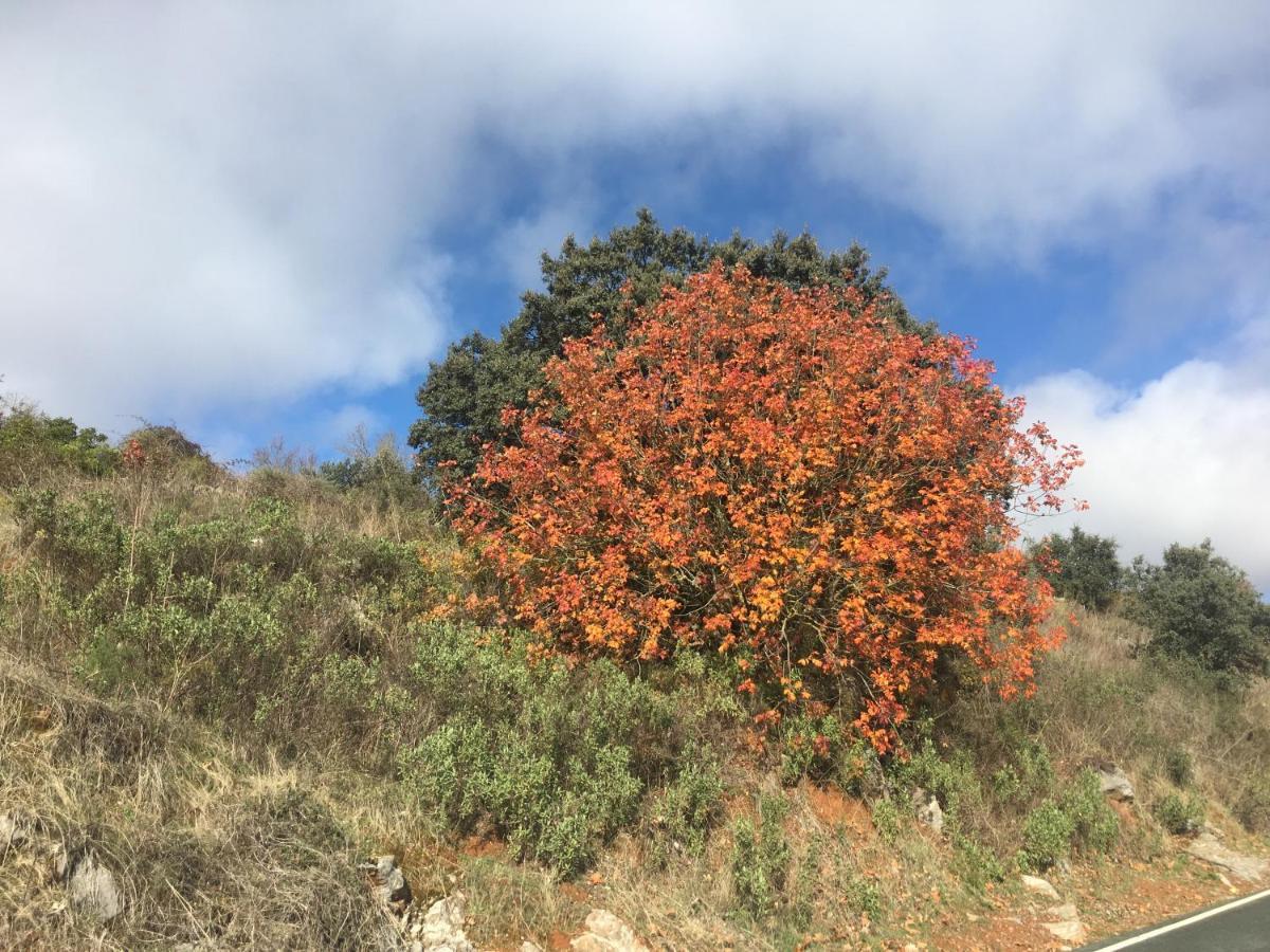 Nacimiento Del Huéznar - Tomillo 17