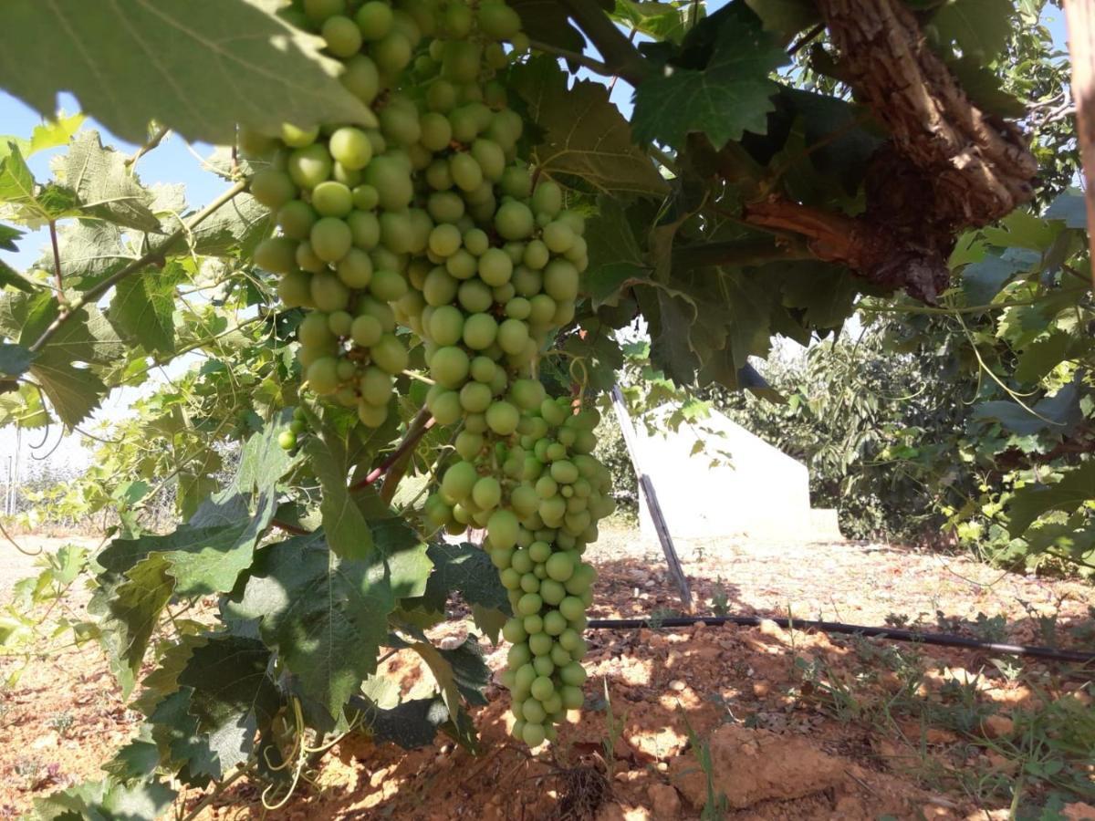 Casa Rural Bodega De Los Lobera Casa rural Munébrega