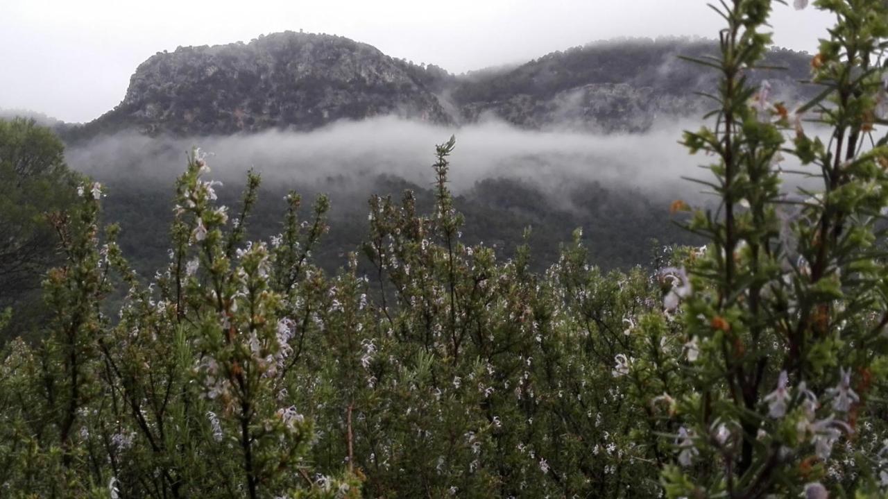 El Jabali Contento * Arroyo Frio