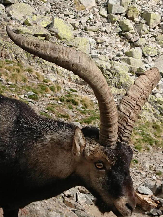 Artesano Ii * Navarredonda de Gredos