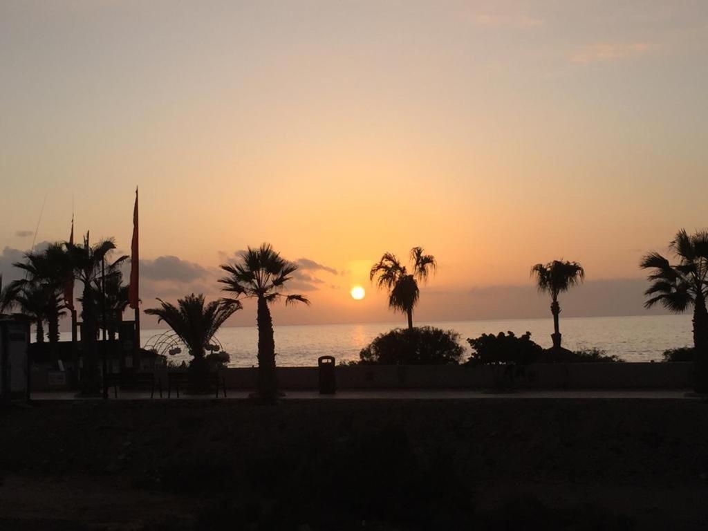 Palmar Dreams *