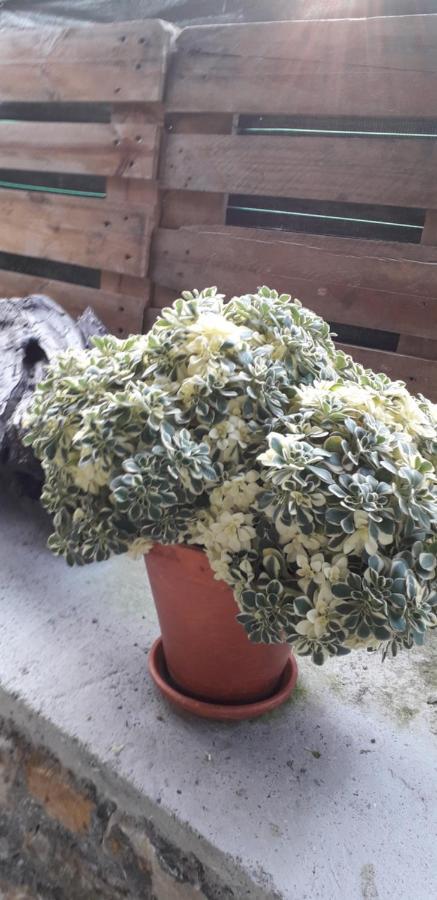 Flor De Pomar *