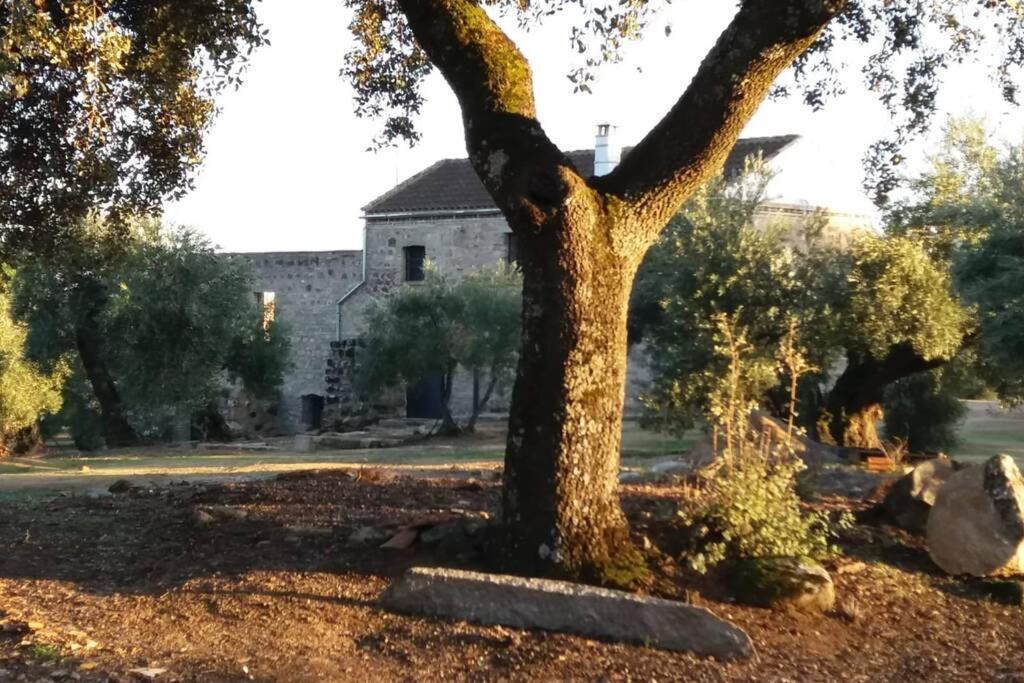 Viña Olivas