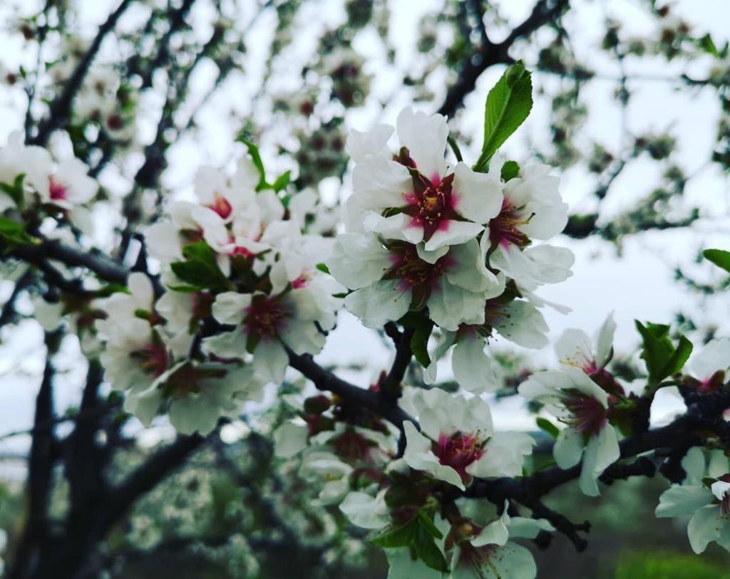 Finca Los Almendros De La Dehesa *