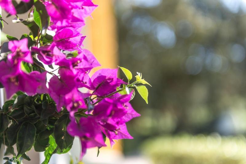 Rural Sant Patrici (adults Only) Hotel 3*