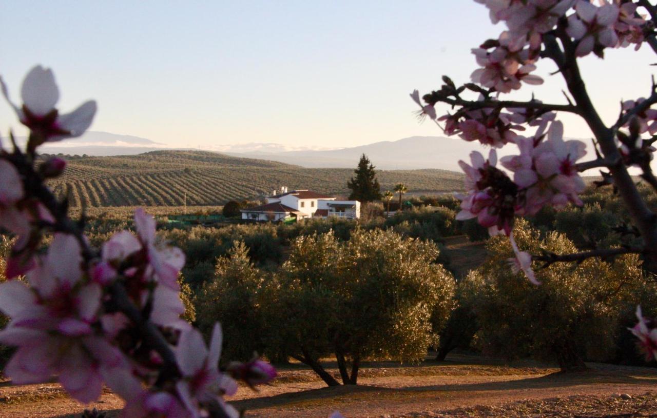 Casa Olivar Tocon