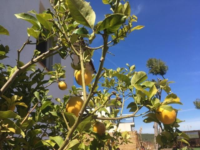 Сasa de vacaciones Casa Del Bosque Con Piscina En Sitges Sant Pere De Ribes