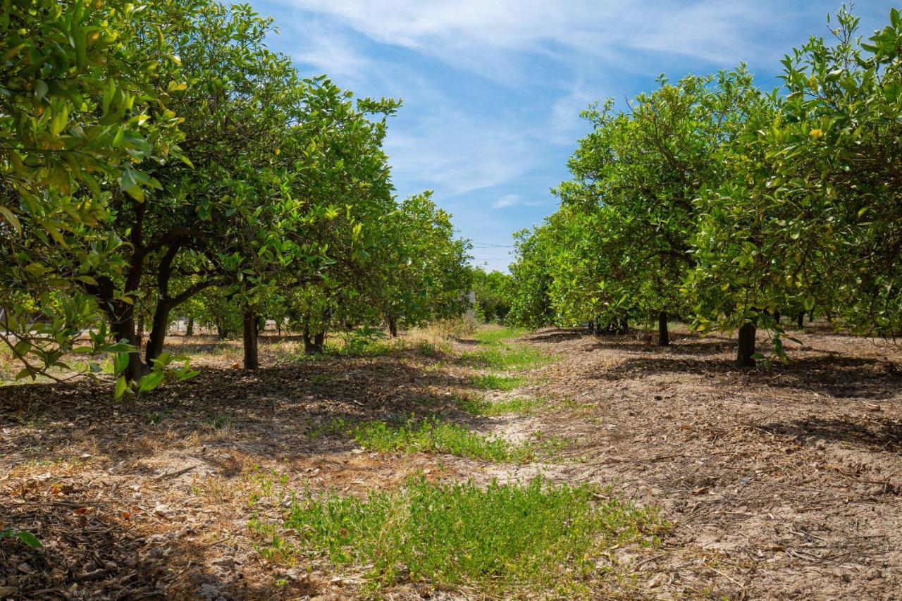 Fidalsa Orange Trees *