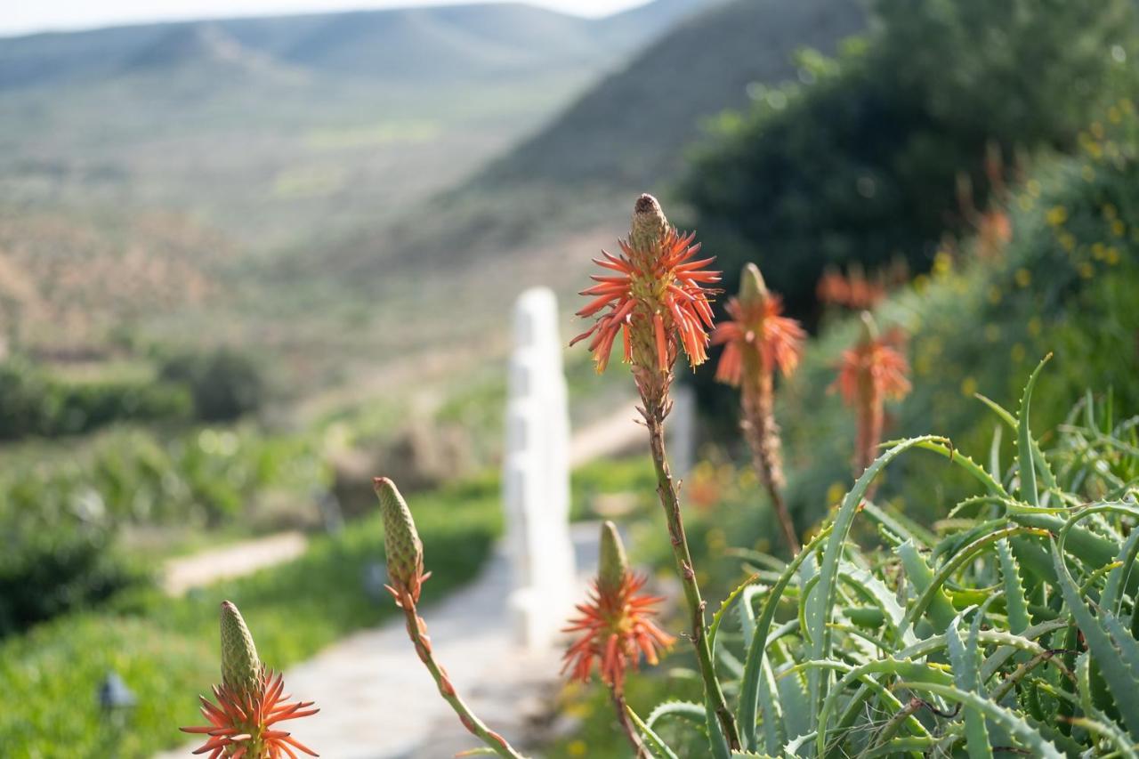 La Almendra Y El Gitano