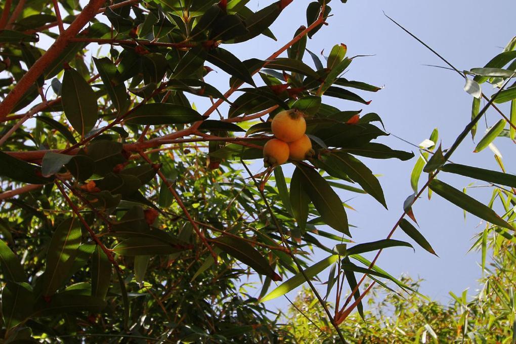 Casa Rural Aromos - Wunderschones Landhaus Mit Meerblick Holiday home