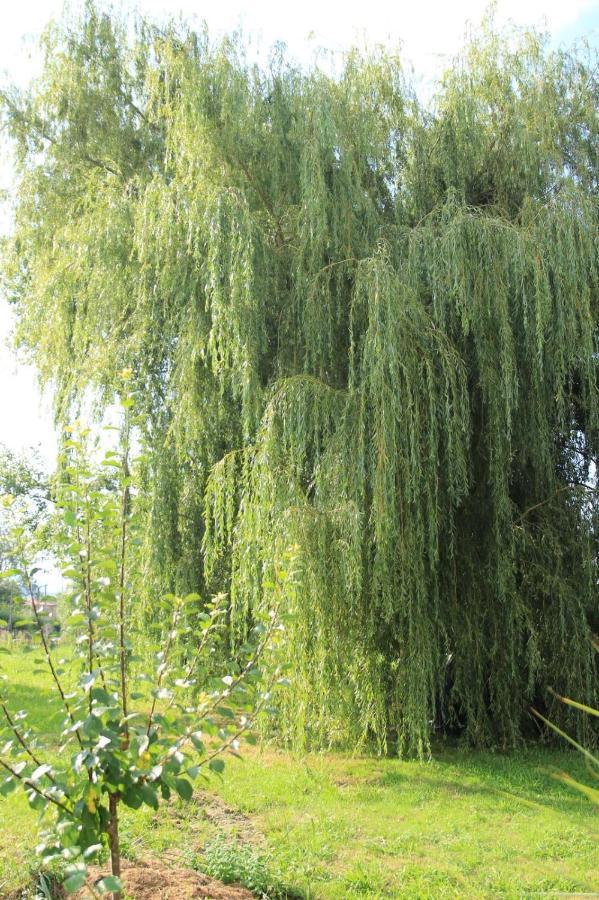 La Ventanita Del Campo