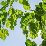 Finca El Bosque
