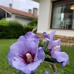 Aloka Rooms Sopela