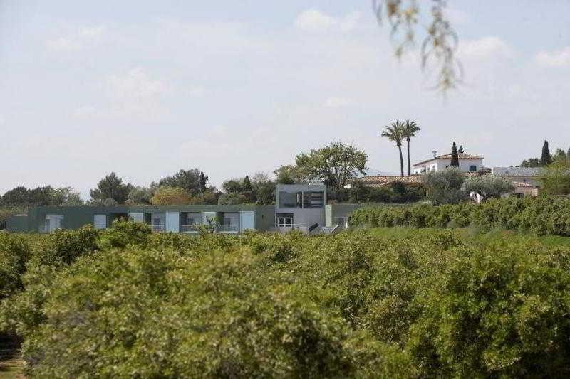 Sh Mas De Canicatti Oliva