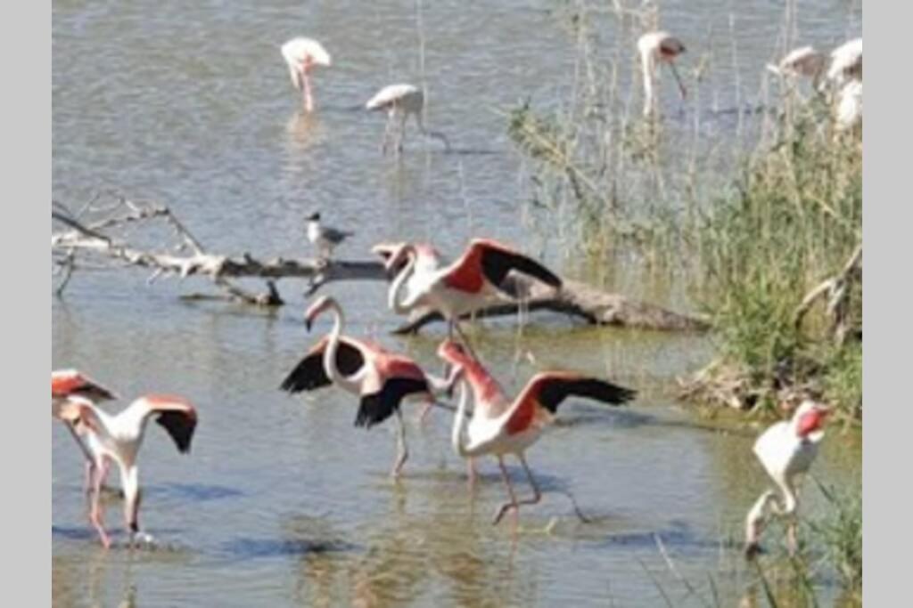 Pepa. En El Corazon Del Delta. Sant Jaume d'Enveja