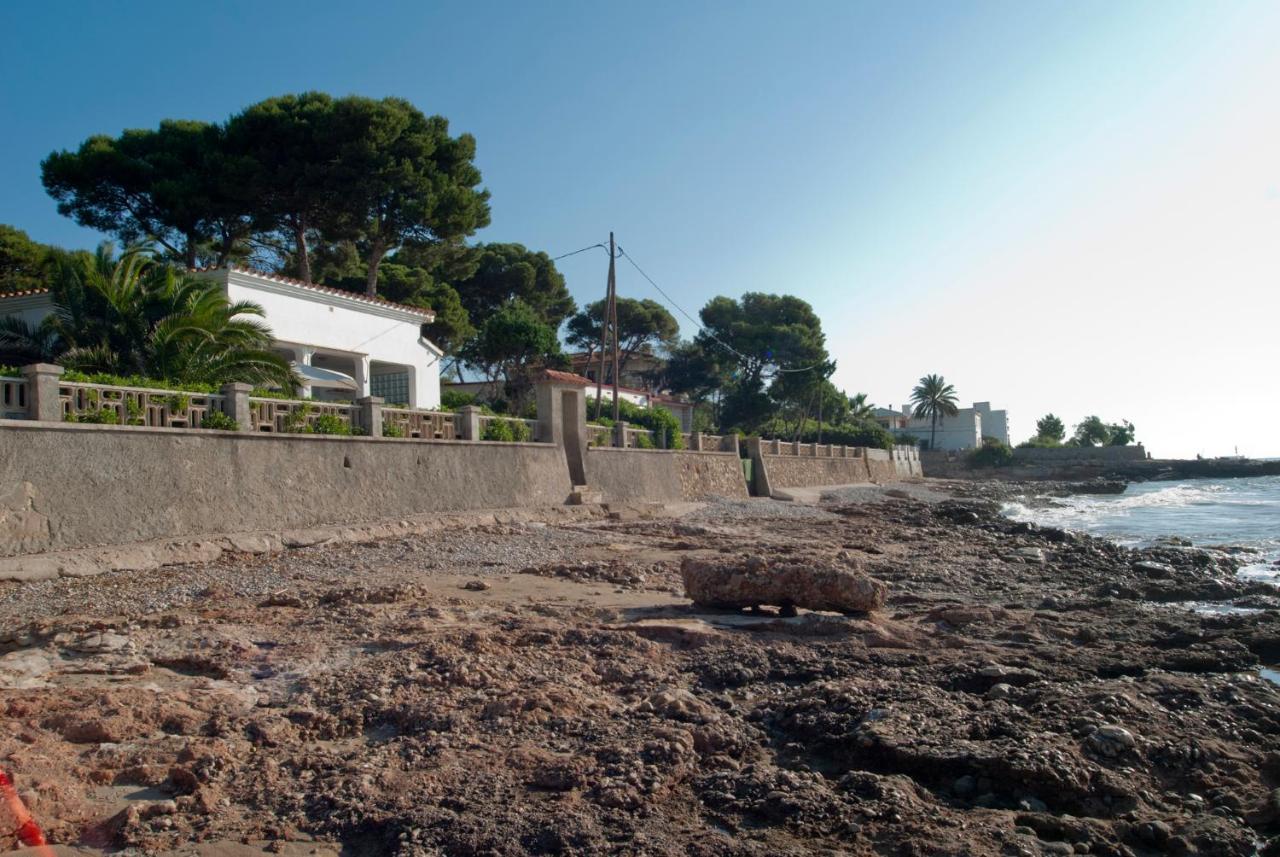Sargantana Blava Sant Carles De La Rapita