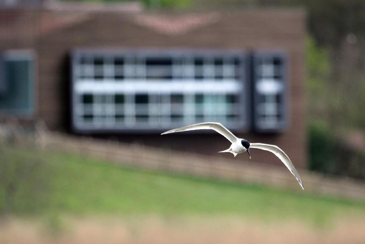 Urdaibai Bird Center Hotel Gautegiz Arteaga