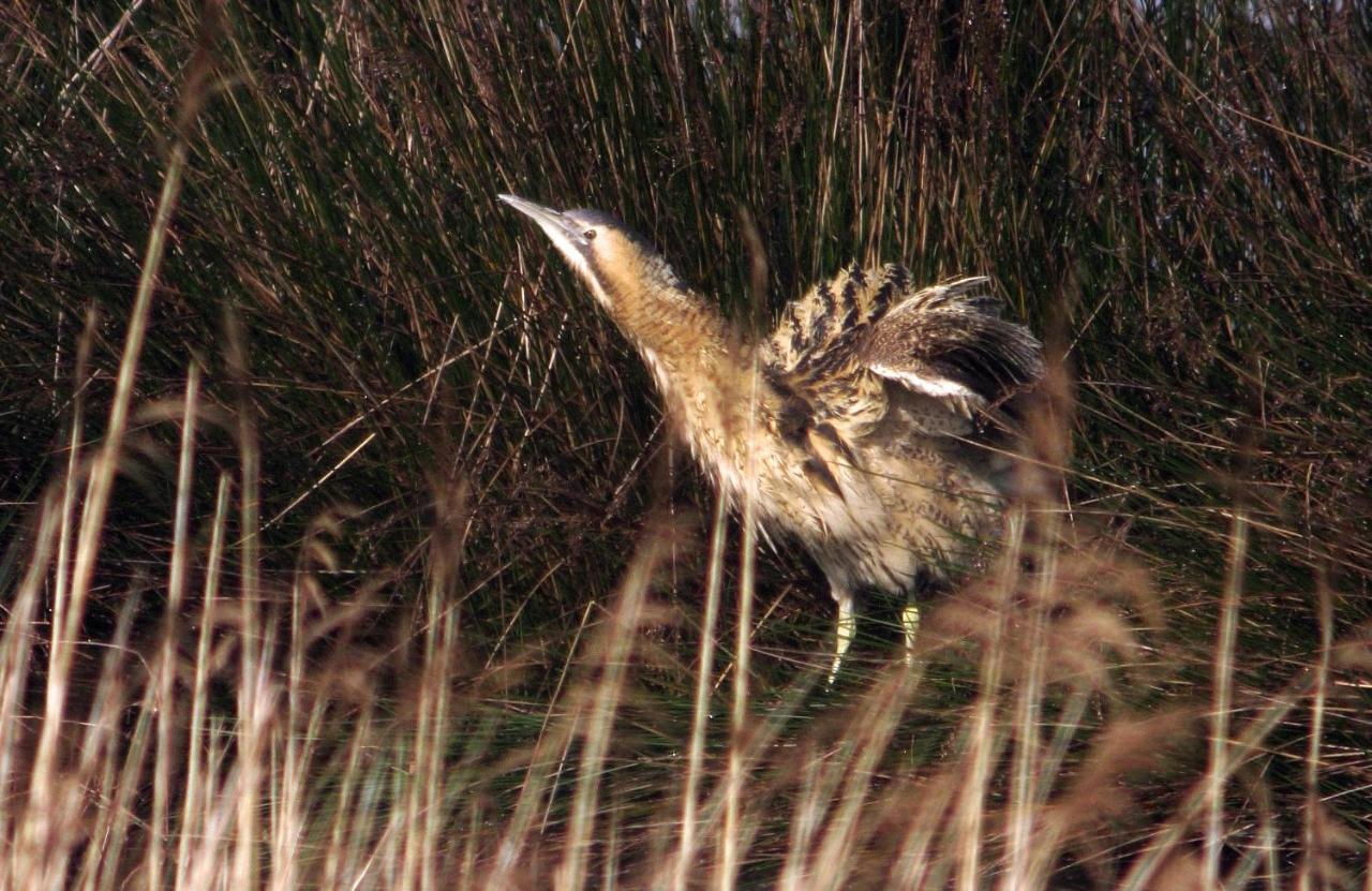 Hotel Urdaibai Bird Center *