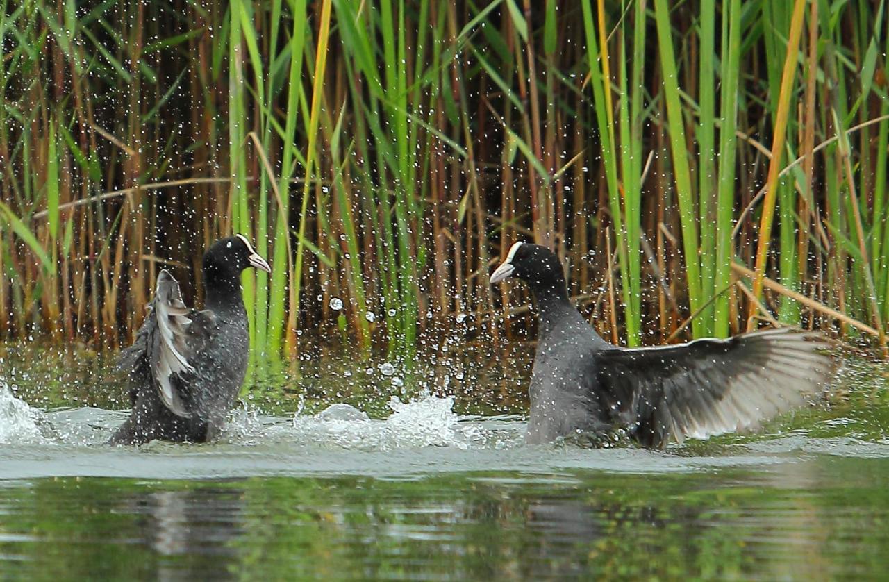 Urdaibai Bird Center Gautegiz Arteaga
