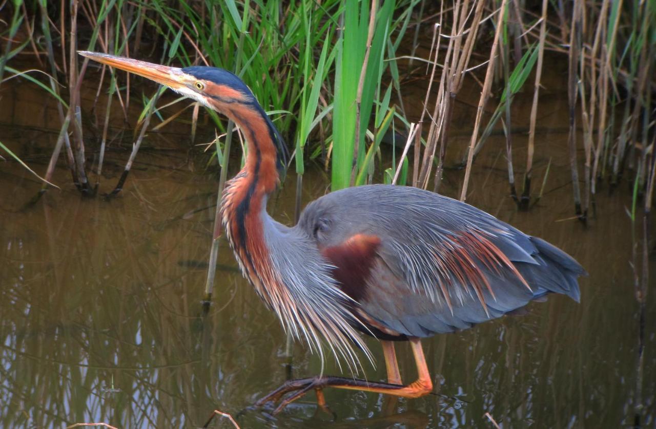 Urdaibai Bird Center * Gautegiz Arteaga