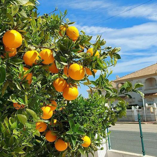 Apartamento With Sea View, La Mata *