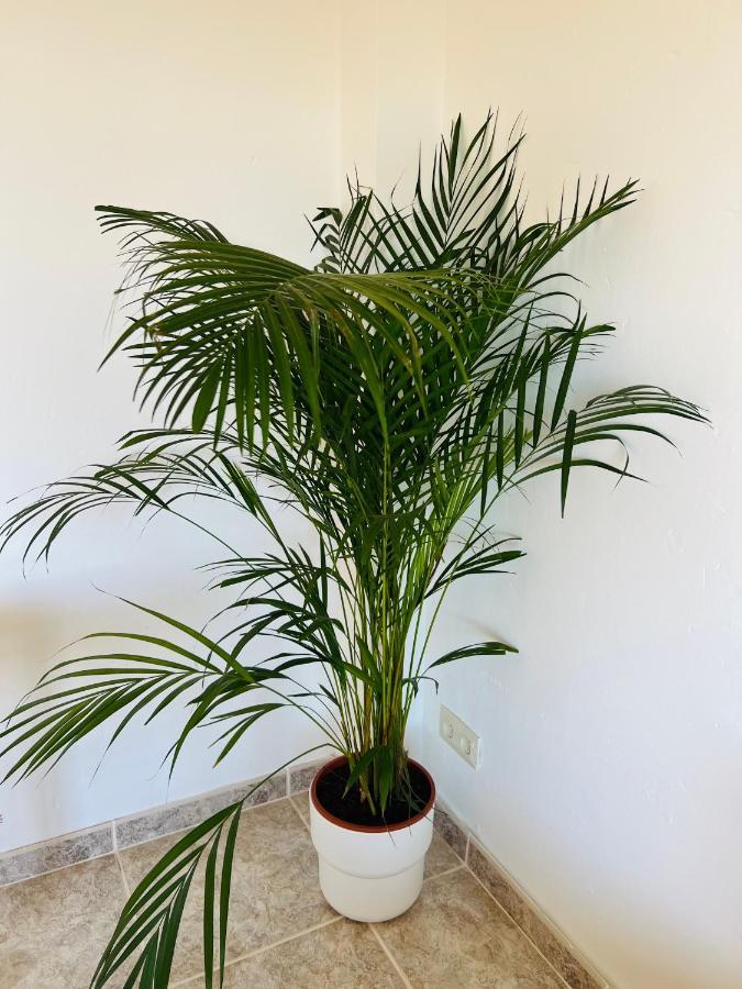 A 20m De La Playa Apartamento