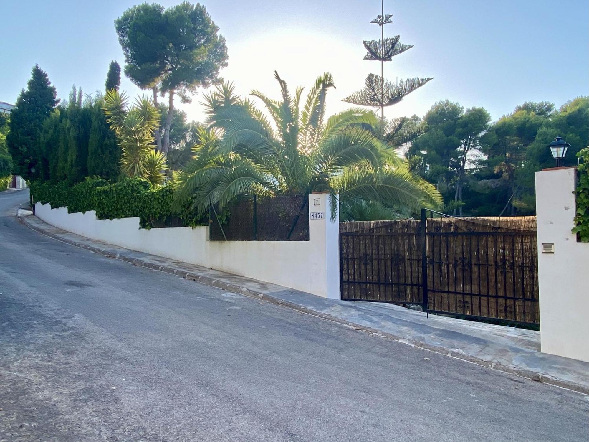 Palmera