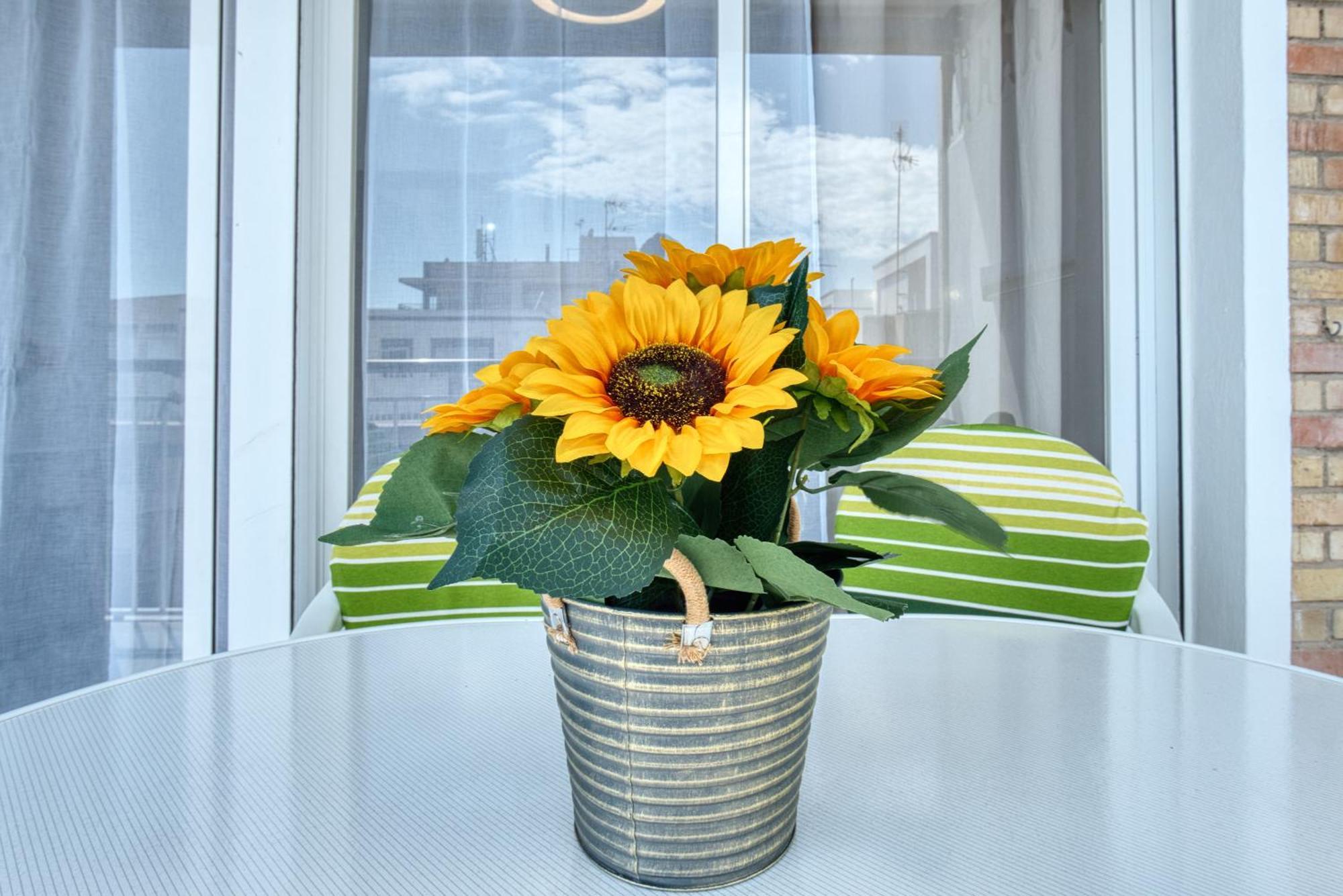 Sunflower Tailandia_santa Pola *