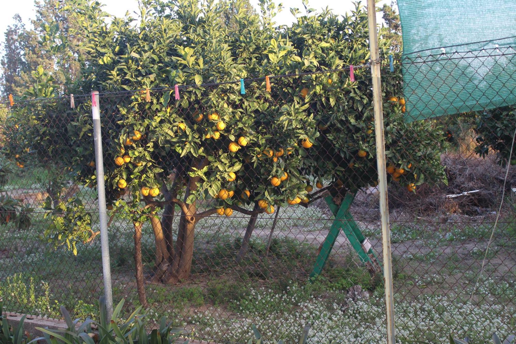 Casa Celidonia , De *