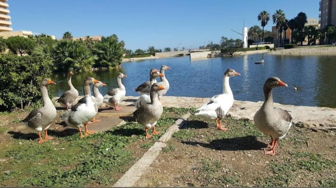 Apartamento Arena Y Mar