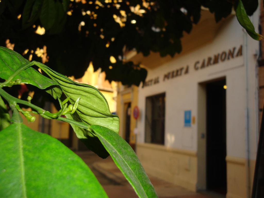 Puerta Carmona Seville