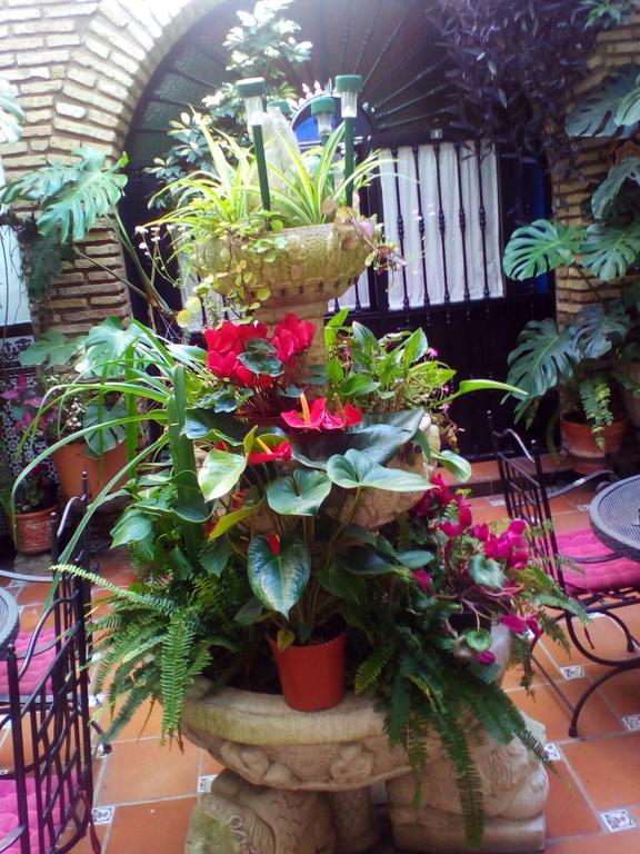 Guest house Arcos Cordoba