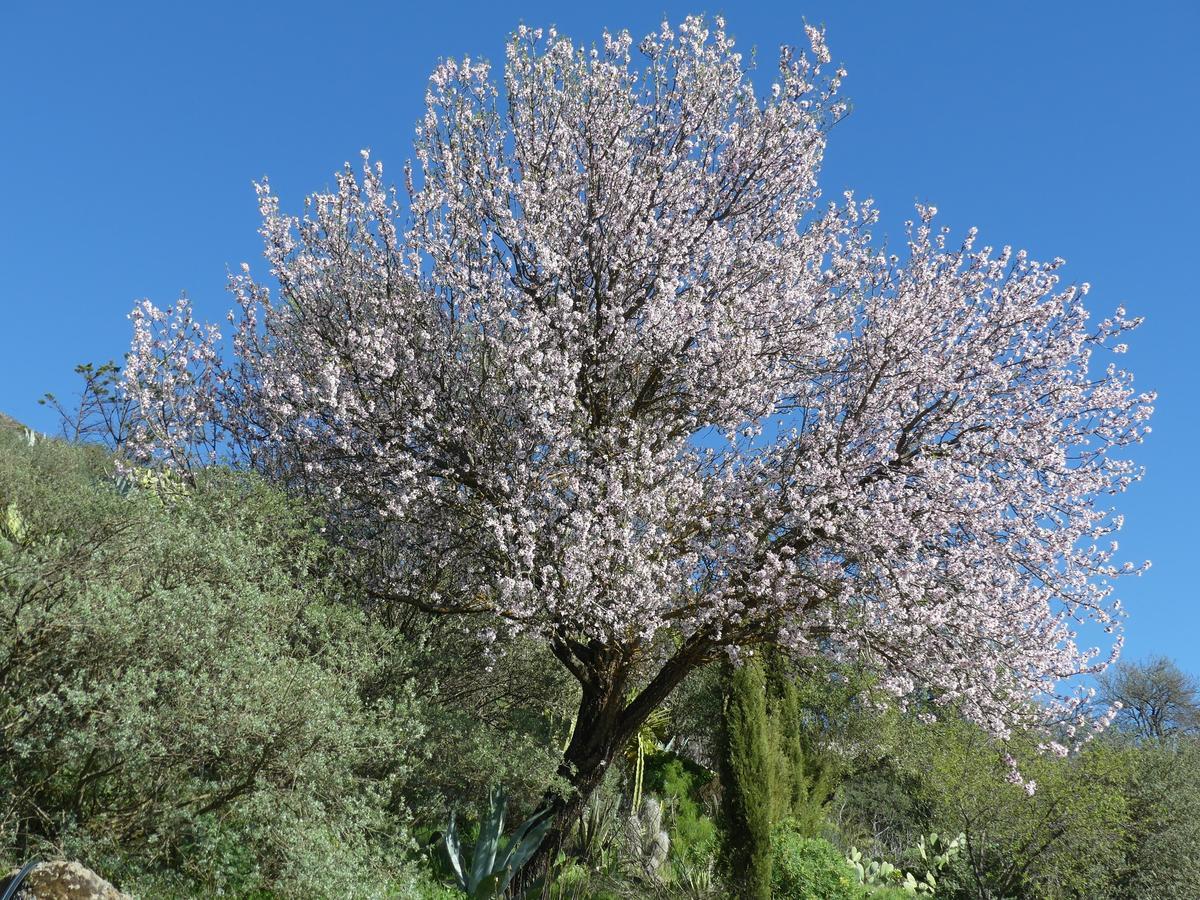 Mountain La Isa By Rose Tejeda (Gran Canaria)