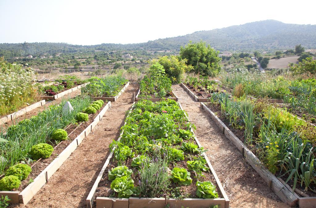 Ses Cases De Fetget Son Servera (Mallorca)