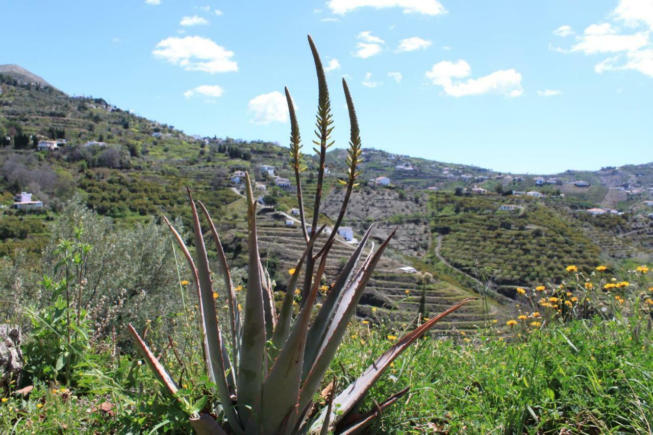 Casadubislav Canillas de Albaida