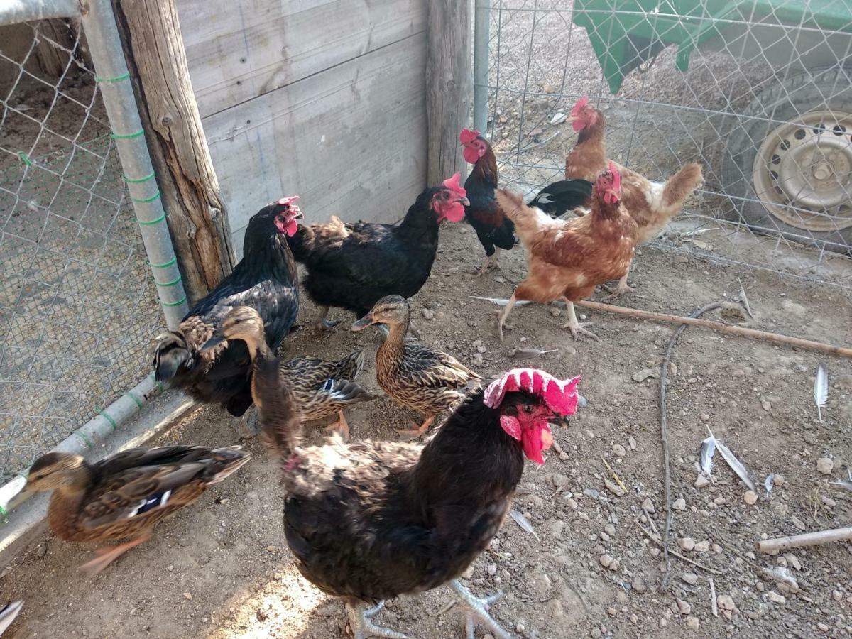Сasa de vacaciones Caseta Rovira Deltebre